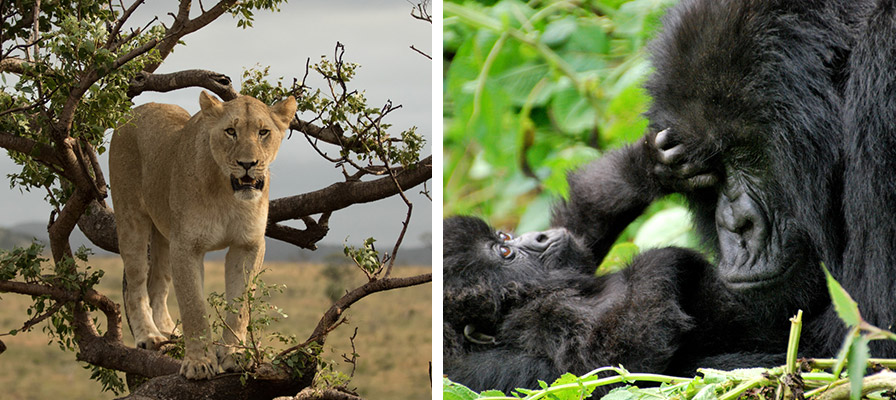 Wild Uganda Safari - Wildlife viewing, Game drives, Gorilla Trekking Safari,7 Day Chimps