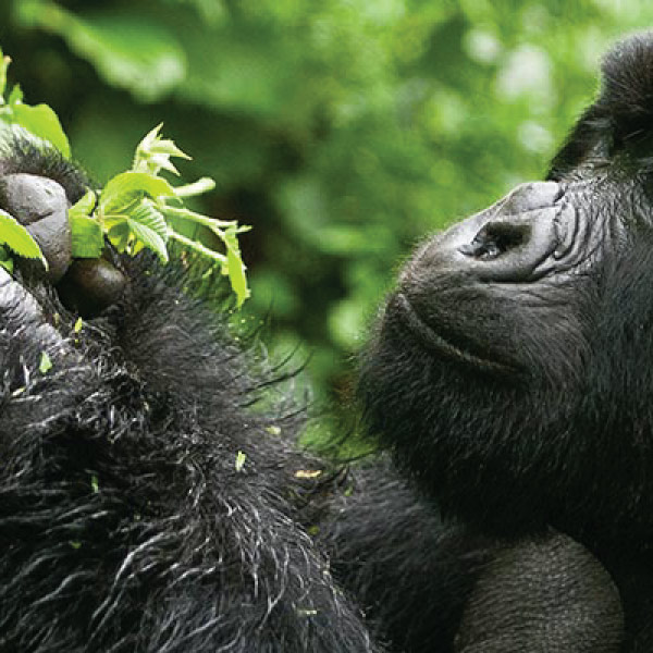 How to Get to Bwindi Impenetrable National Park?