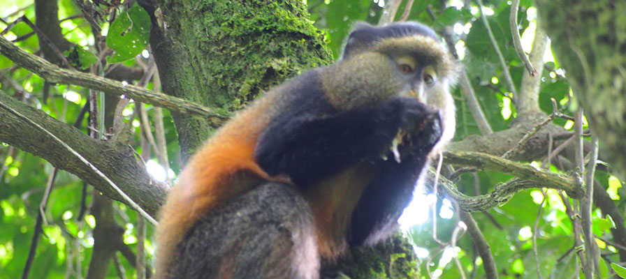 5 Days Gorilla Tracking Safari