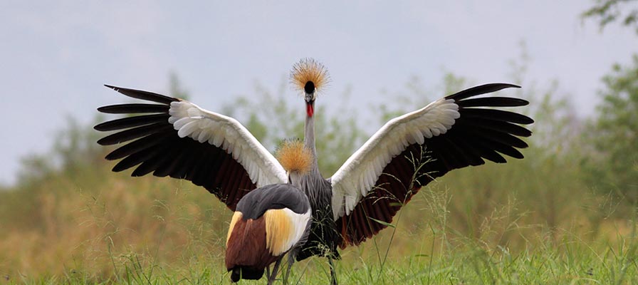 18 Days Great Uganda Safari