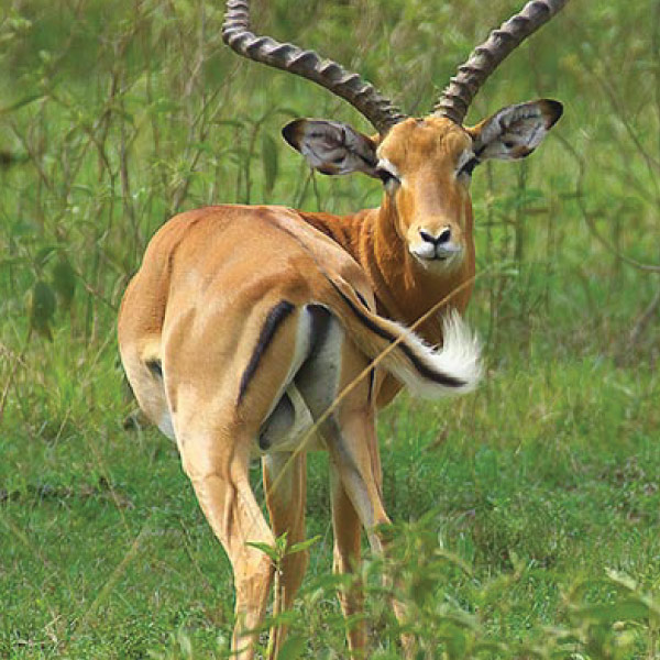 Uganda Excursions - Lake Mburo National Park Tour Safari
