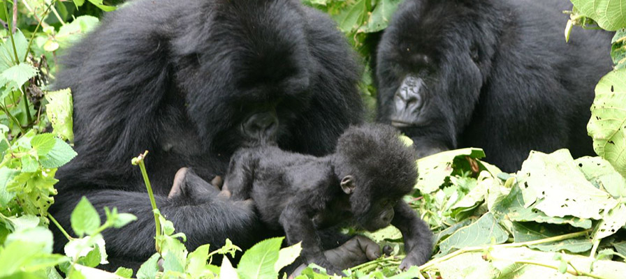 Gorilla Trekking Tips