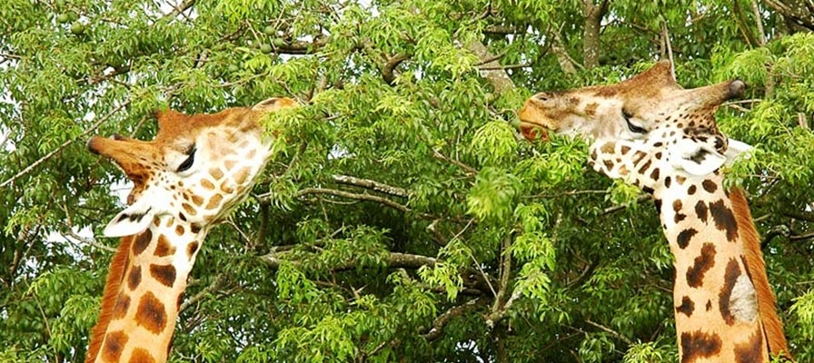 Short Uganda Safari - Murchison Falls safari - Murchison Falls National Park Safari