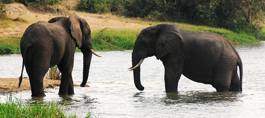 Safari in Queen Elizabeth & Kidepo National Parks