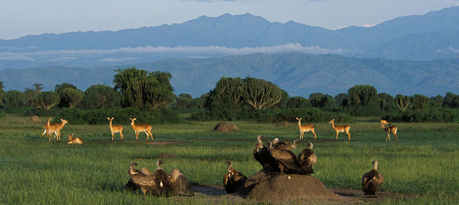 Safari in Queen Elizabeth & Kidepo National Parks