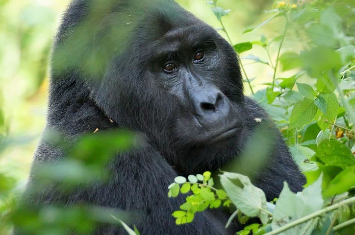 Exploring Rwanda Beyond Gorilla Trekking