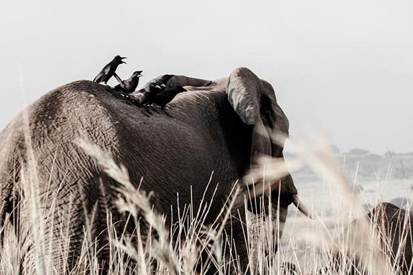 Uganda Rwanda Wildlife Safari Adventure, Gorilla Trekking Safari