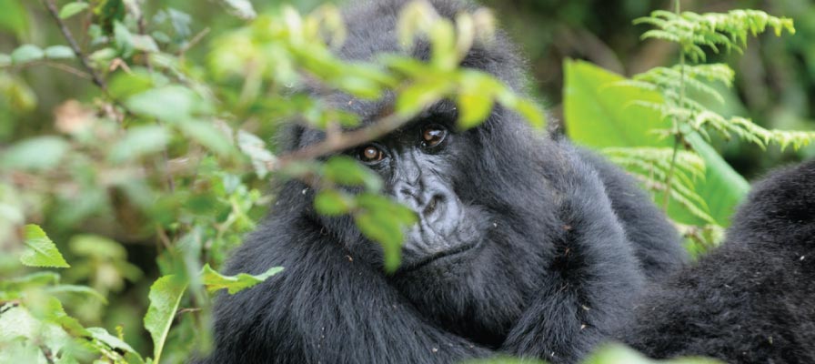 Volcanoes National Park, Rwanda Gorilla Trekking Tour Safari
