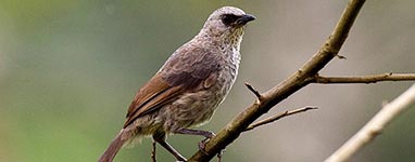 Gorilla Trekking Trips - Birding in Uganda and Gorilla Tracking Tours