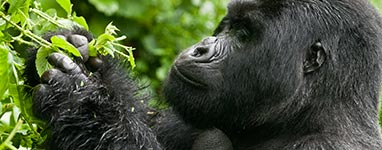 Gorilla Trekking Trips, Tours and Safaris to Rwanda and Uganda