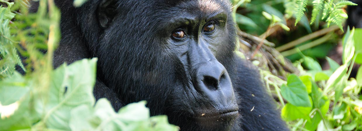 Gorilla Trekking Day Tours, Gorilla Tracking Safaris, Uganda Gorilla tracking