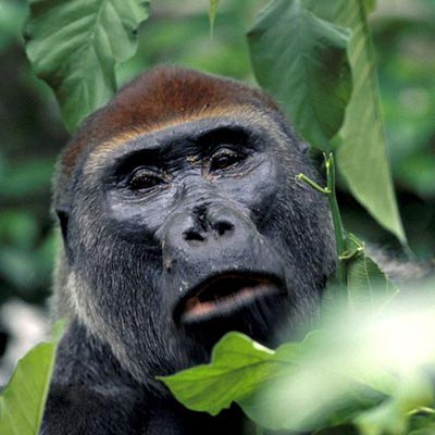 Western Lowland Gorilla in Congo