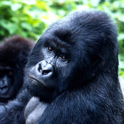 Mountain Gorilla in Uganda & rwanda