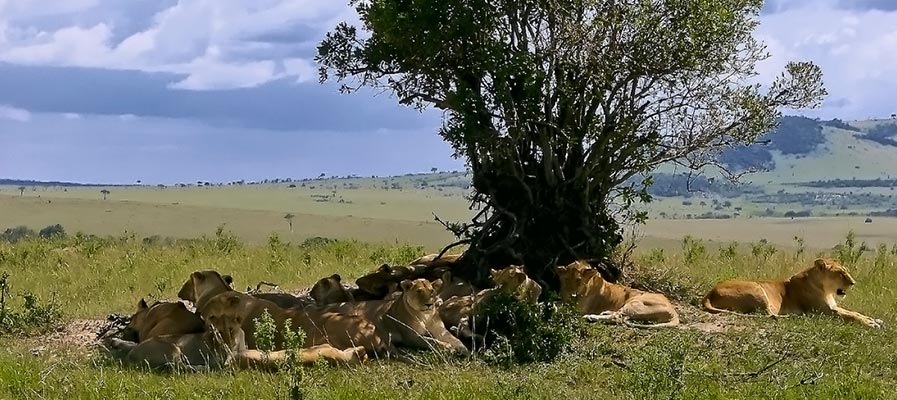 Uganda - Rwanda Safari - QENP Tree Climbing Lions Chilling