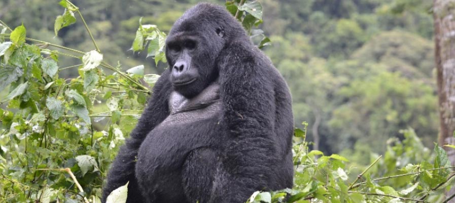 Rwanda and Uganda Gorilla Trek Safari