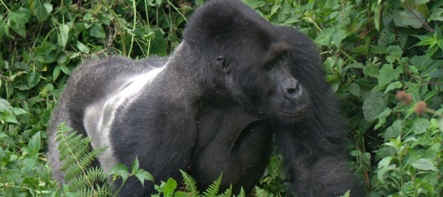 Game Drive in Uganda & Gorillas in Rwanda Tour