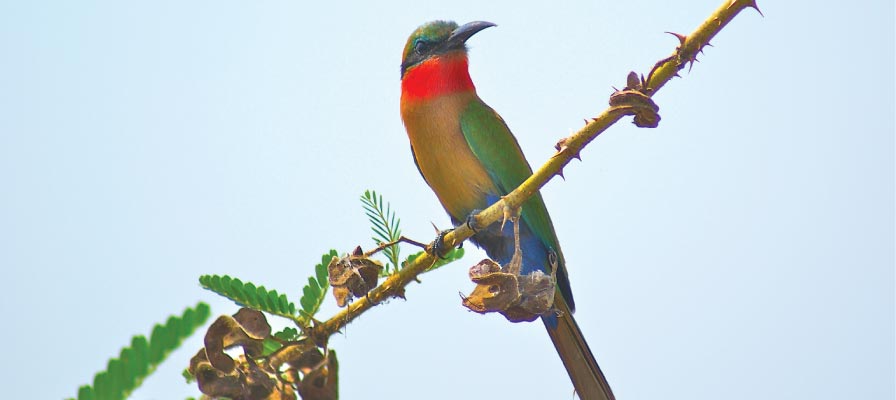 Murchison Falls Bird Watching Safari, Uganda Birding Safari, Red-throated Bee-eater