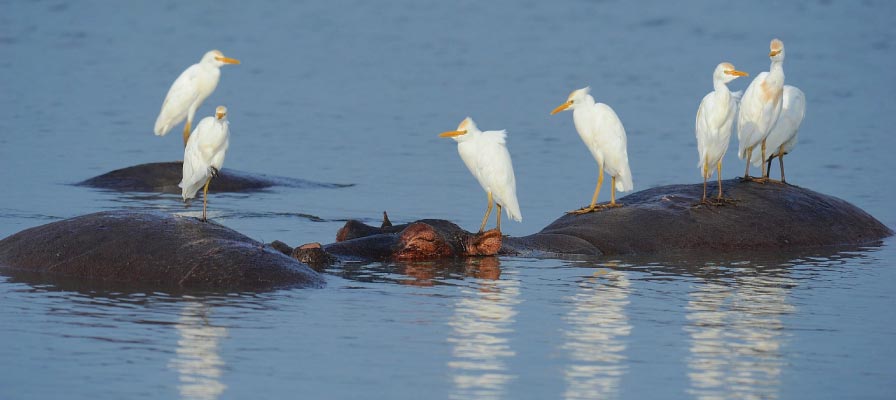 Uganda Birding and Wildlife Safari