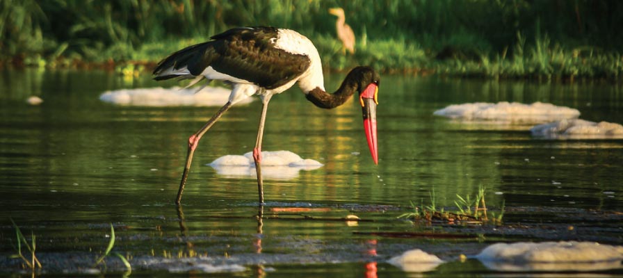 Murchison Falls Bird Watching Safari