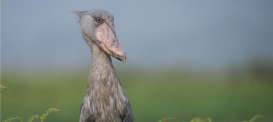 15 Days Uganda Birding Safari