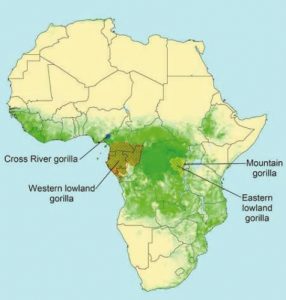 The Eastern Lowland gorillas Map