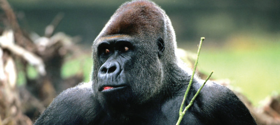 The Eastern Lowland gorillas