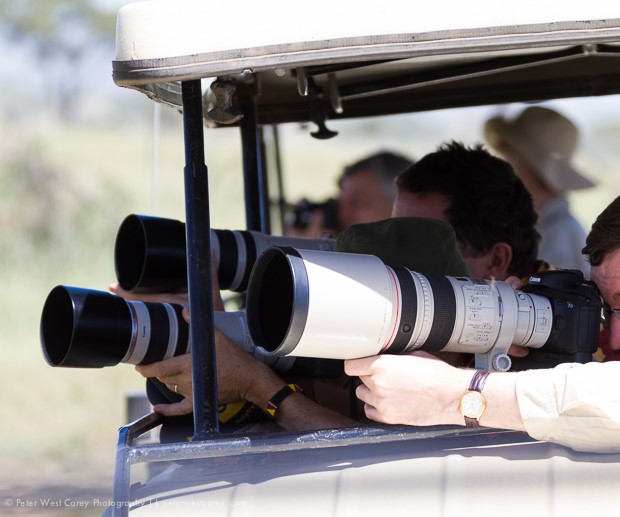 safari photography