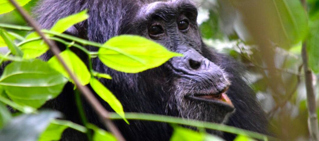 gorilla trekking in uganda