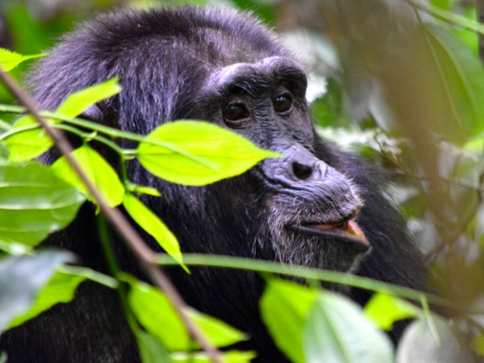 gorilla trekking in uganda