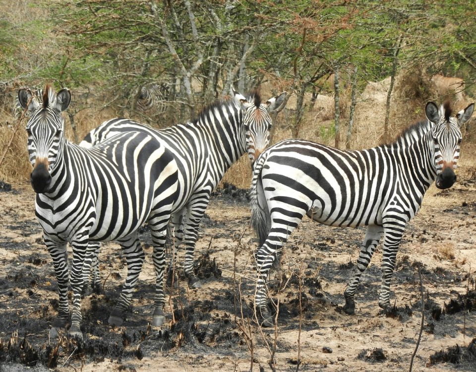 Is Rwanda Safe for Travel