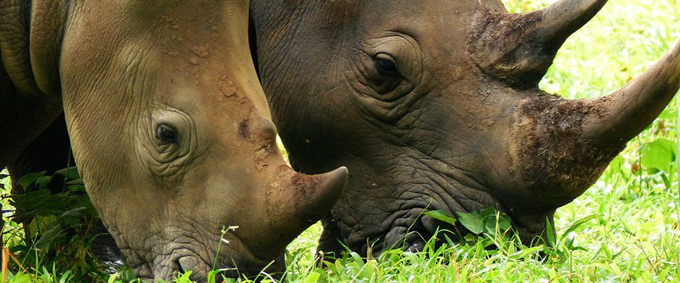 Ziwa Rhino Sanctuary, Uganda