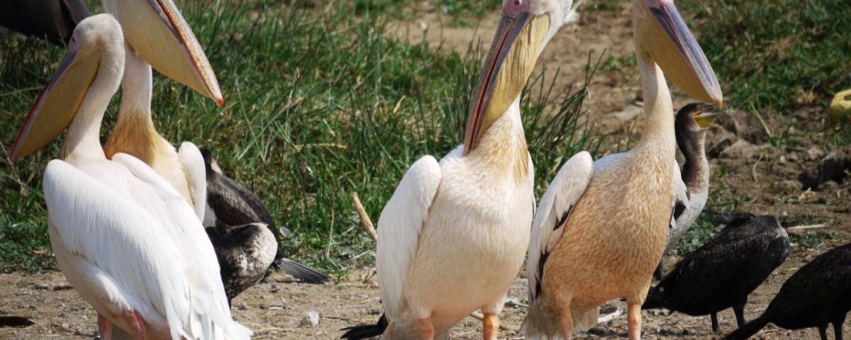 Short Uganda Birding Safaris