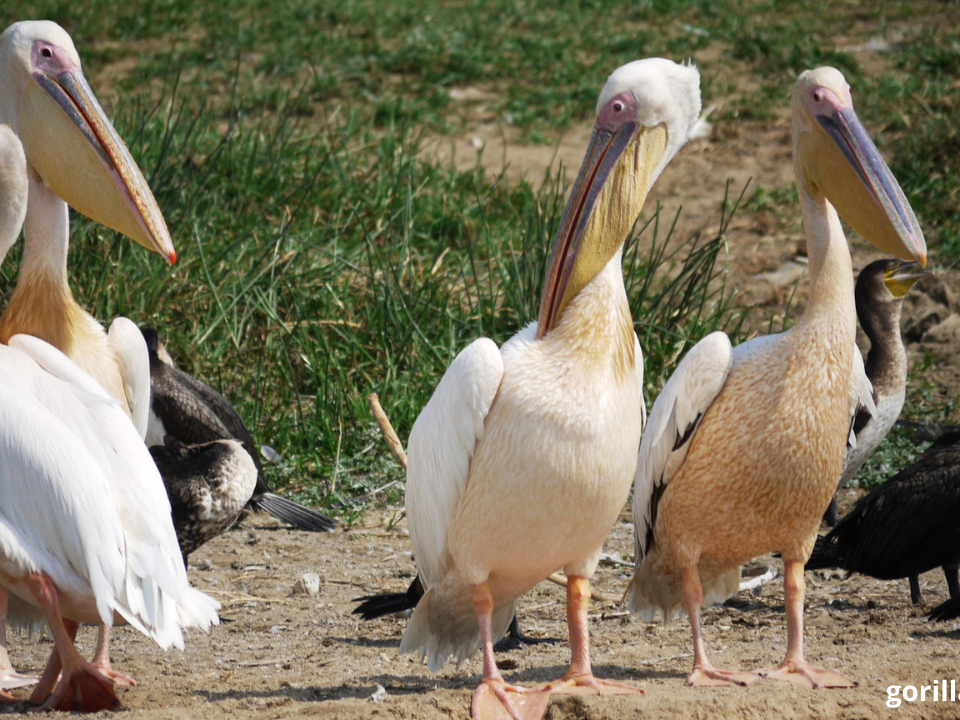 Short Uganda Birding Safaris