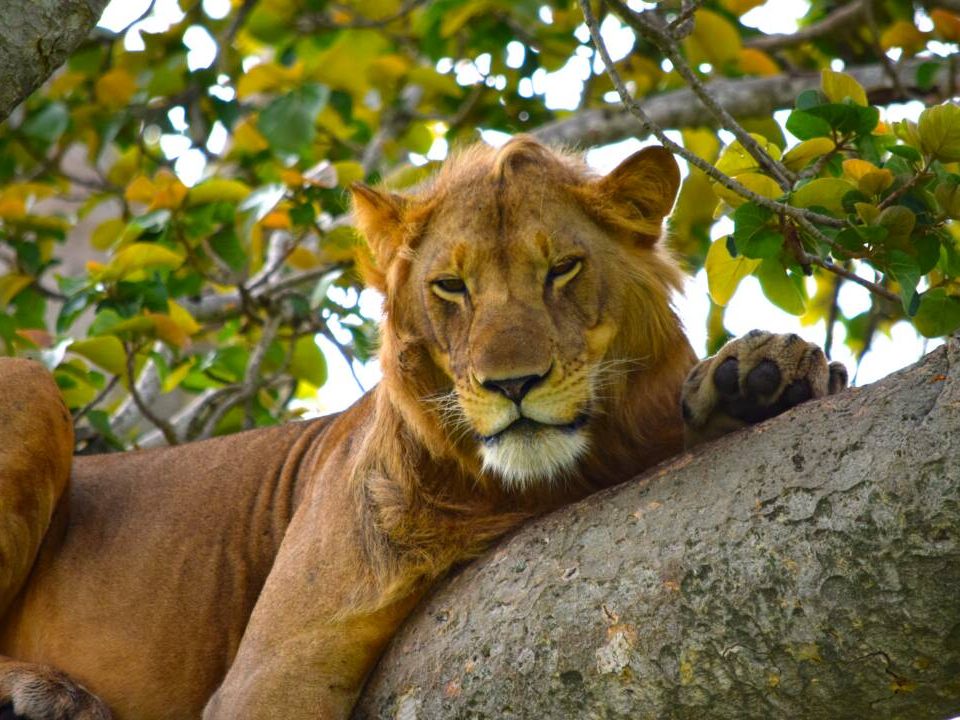 Tree climbing lions in Uganda