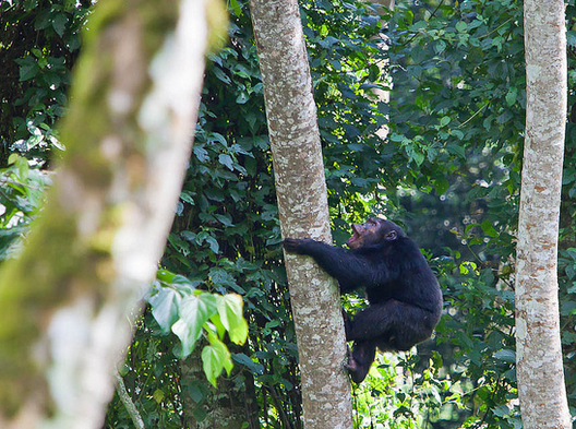How to Plan Gorillas & Chimpanzee Trekking Safari from Israel