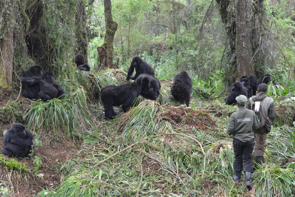 mountain gorilla population