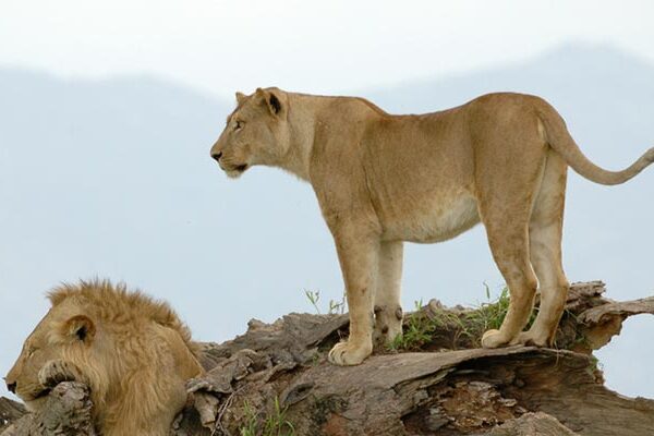 kidepo-valley-safari-lions
