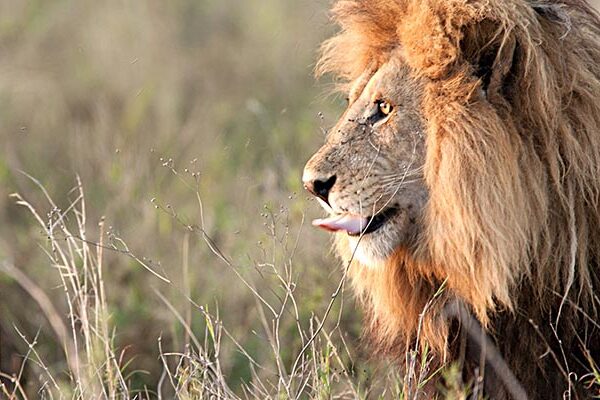 12-Day Uganda Wildlife Safari