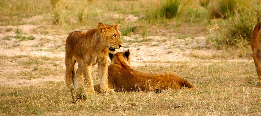 Uganda Primates Habituation & Lions Tracking Safari