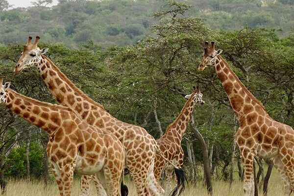 Savannah Safari in Murchison Falls National Park