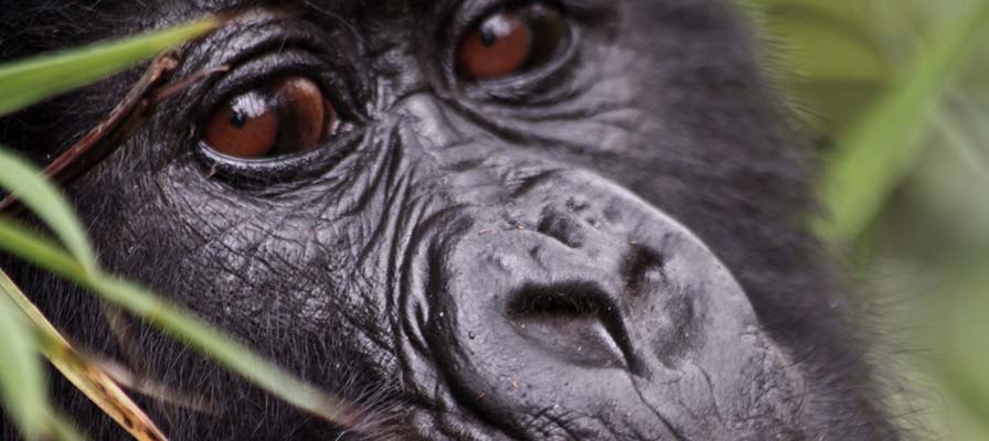 African Gorilla Tour & Savannah Safari