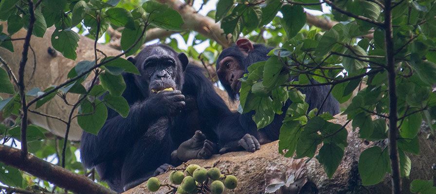 Chimp Habituation experience in Kibale Forest National Park