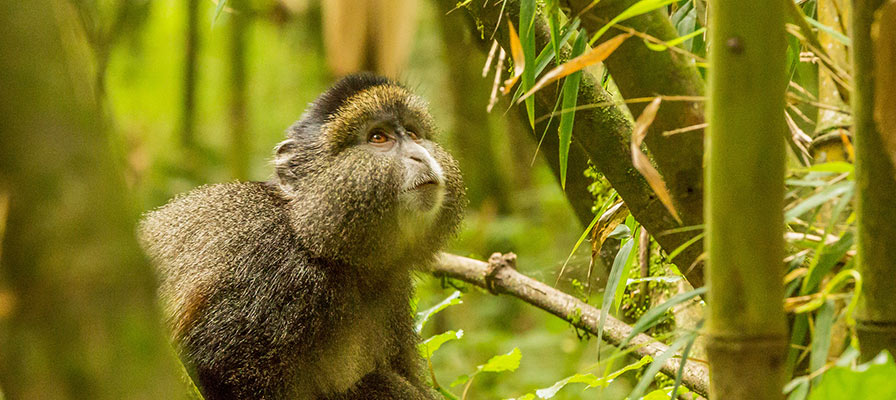 Golden monkey habituation exercise in Mgahinga Gorilla National Park