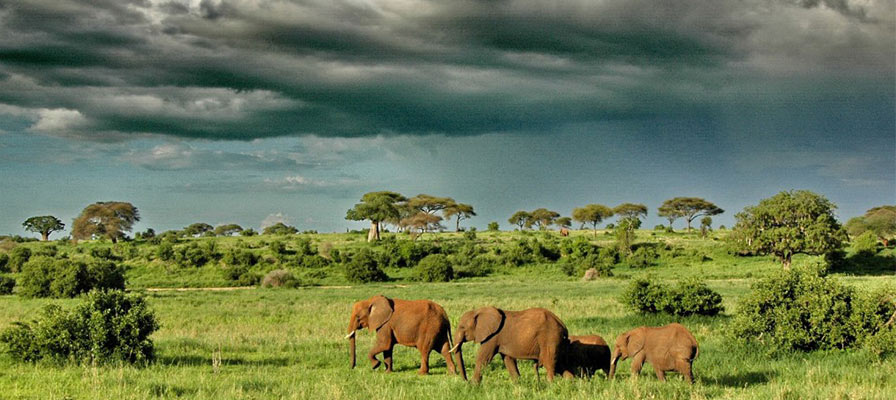 Uganda Experiential Safaris