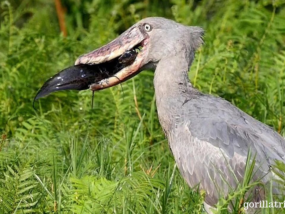 Important Bird Areas in Uganda