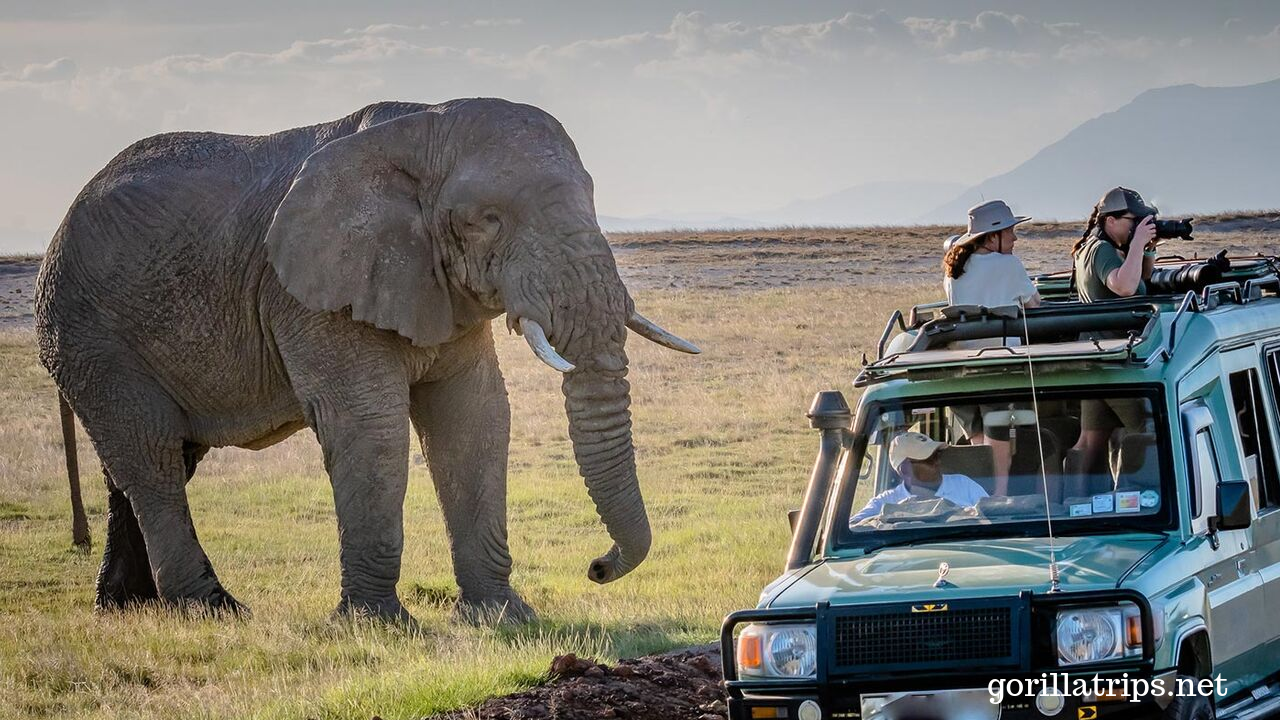 10 Days Uganda Big Game Drives