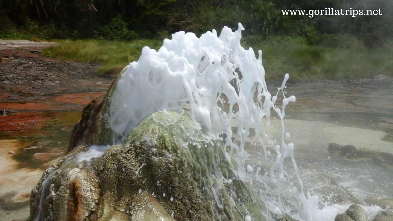 4 Days Uganda Semuliki Wildlife Safari