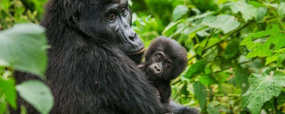 What Should I Pack for a Combined Gorilla and Wildlife Safari?