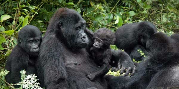 gorilla-slide-3