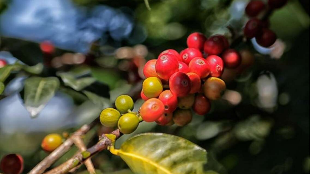Coffee plantation